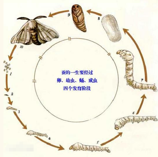 蚕茧的作用_蚕茧的作用教案