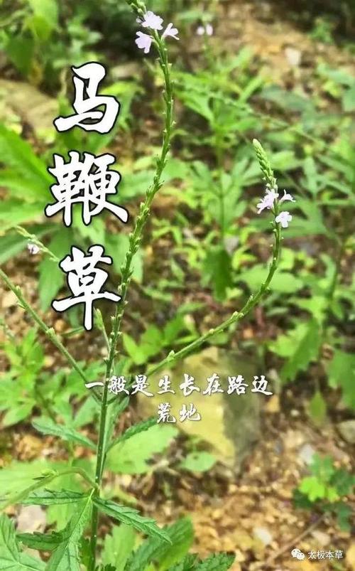 马鞭草_马鞭草的功效与作用的功能与主治