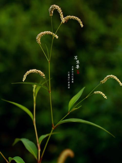 水蓼_水蓼草图片