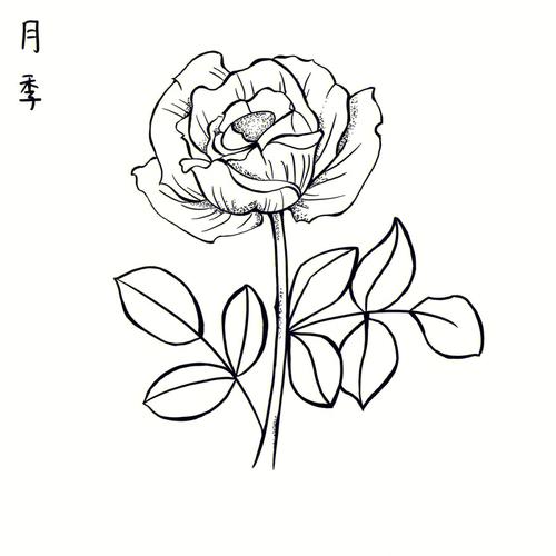 家庭花卉图片_家庭花卉图片简笔画