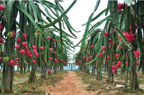 火龙果种植方法_火龙果种植方法有几种