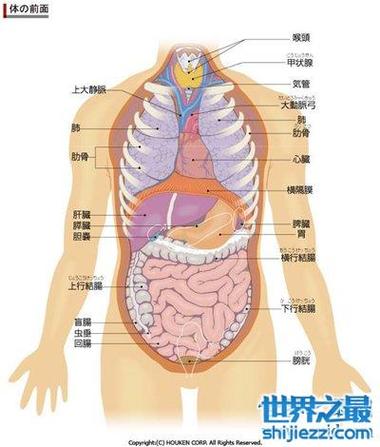 人体五脏六腑位置图_人体五脏六腑位置图 内脏