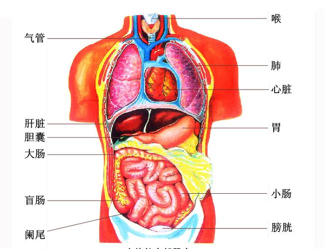 人体五脏六腑位置图_人体五脏六腑位置图 内脏