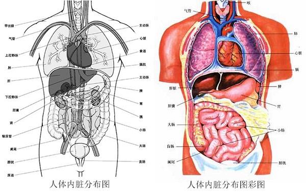 人体五脏六腑位置图_人体五脏六腑位置图 内脏