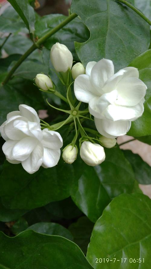 茉莉花图片_茉莉花图片真实照片