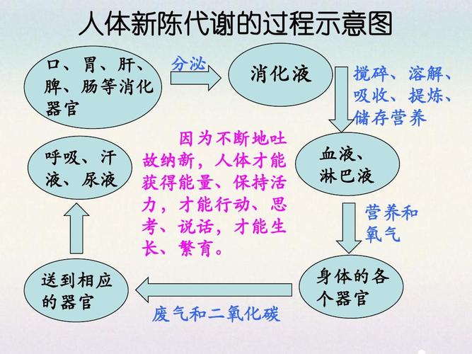 加快新陈代谢_加快新陈代谢的好处与坏处