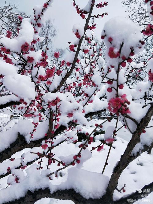 梅花雪图片_梅花雪图片大全大图唯美