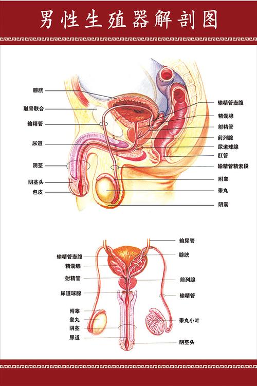 男性器官解剖图_