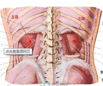 肾的位置图_肾的位置图片真实图片