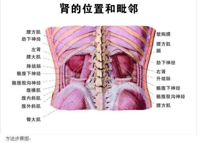 肾的位置图_肾的位置图片真实图片