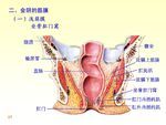 女性外生殖器_女性外生殖系统外部的结构组成图片