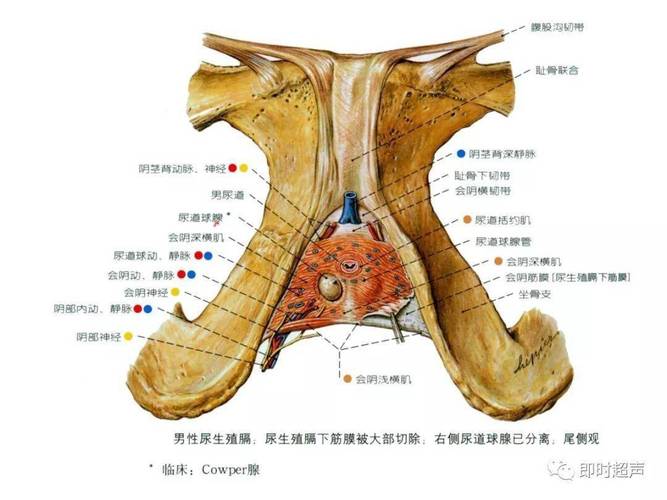 女性外生殖器_女性外生殖系统外部的结构组成图片