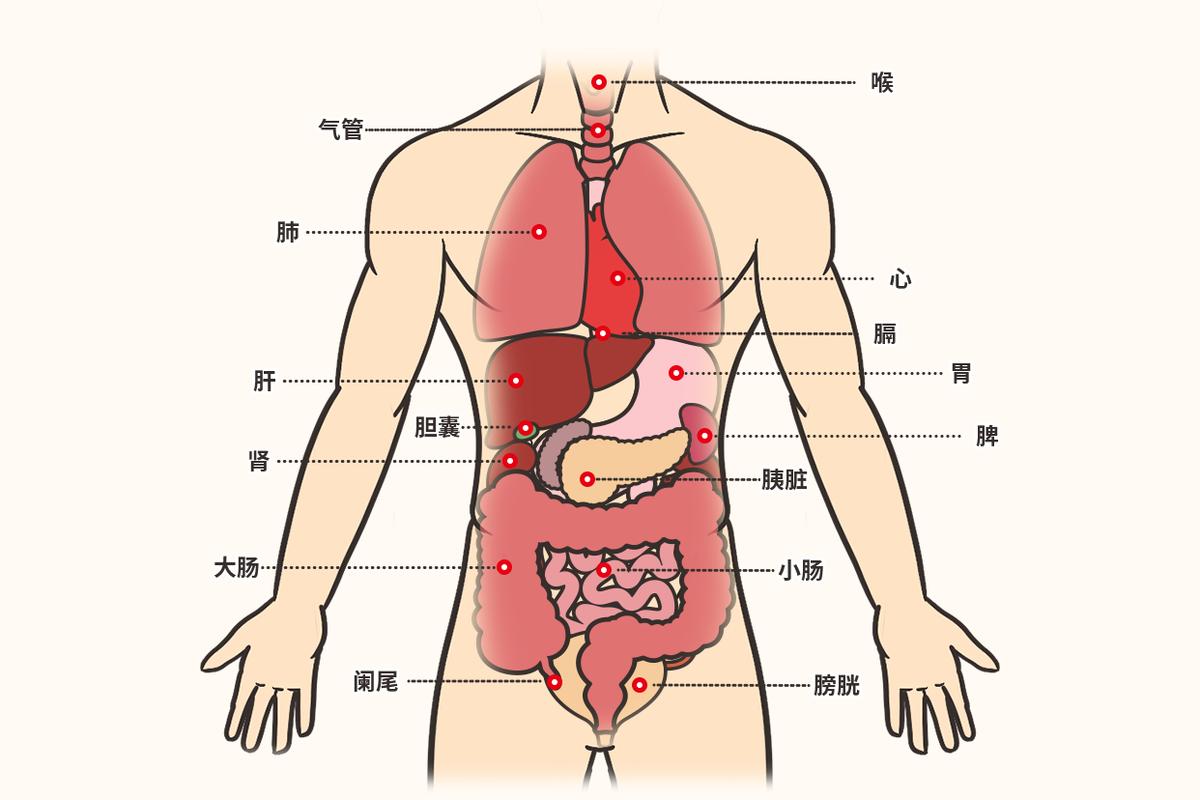 五脏六腑图_五脏六腑图片 位置