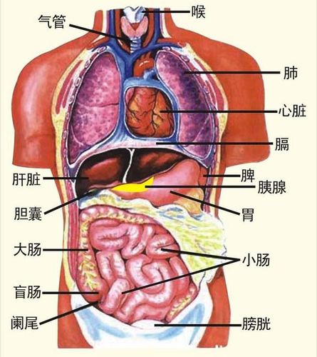 五脏六腑图_五脏六腑图片 位置