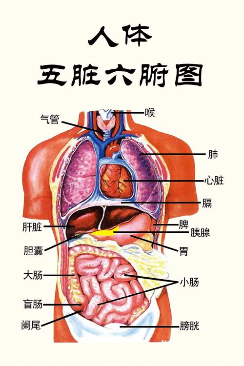 五脏六腑图_五脏六腑图片 位置