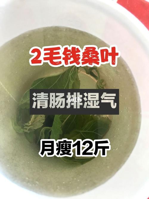 桑叶减肥_桑叶减脂