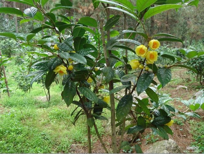 金花茶_金花茶属于什么类植物