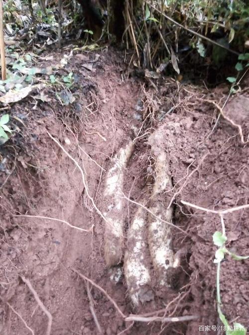 野山药_野山药的功效与作用图片