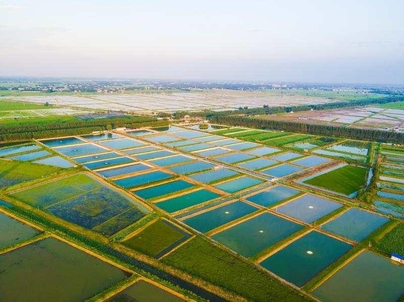 湖北龙虾养殖_湖北龙虾养殖基地