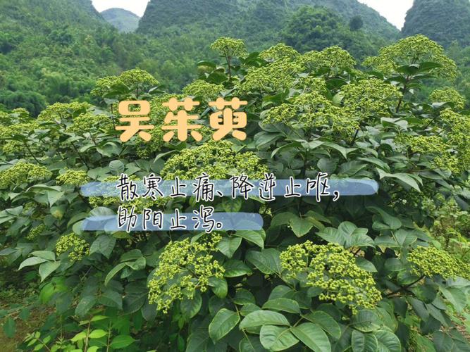 中药吴茱萸_中药吴茱萸读音