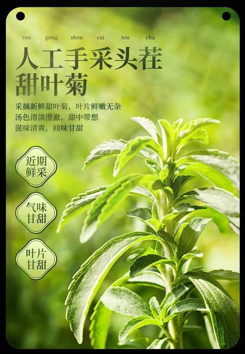 甜菊花_甜菊花叶的功效