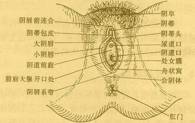 阴道示意图_尿道开口处有一坨肉正常吗