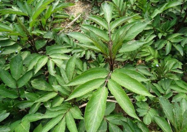 植物壮阳_植物壮阳草药图片大全