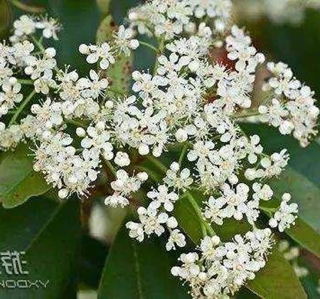 石楠花为什么叫最污花_石楠花的功效与作用