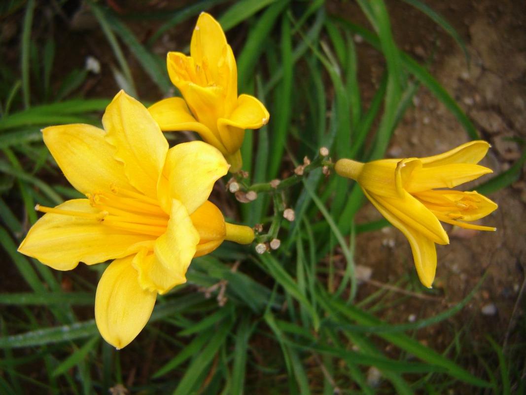 黄花菜为什么叫忘忧草_黄花菜是忘忧花吗