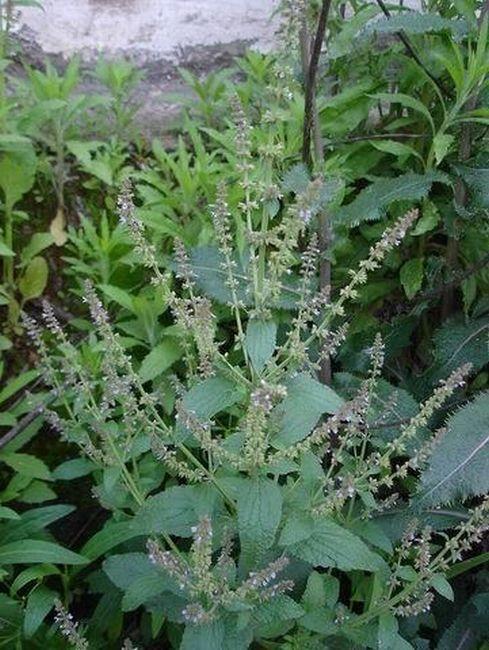 荆芥图片_荆芥图片和功效和作用