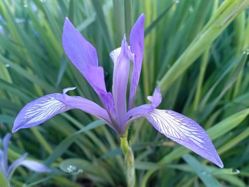 白花马蔺_白花马蔺功能主治