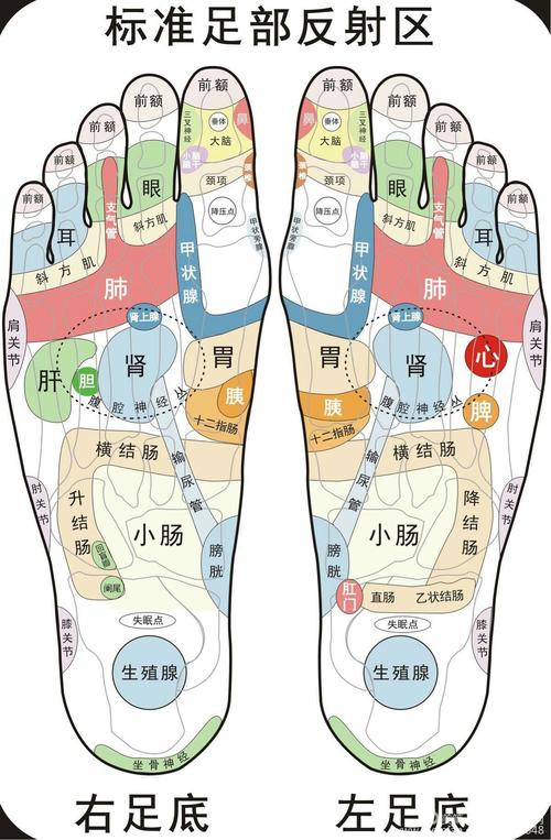 脚上的穴位图_脚上的经络图和对应症状