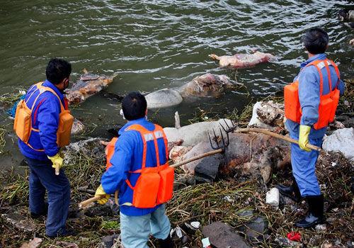 上海死猪_上海死猪事件是谁扔的猪