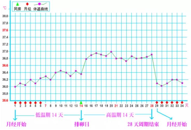 基础体温曲线图_基础体温曲线图的讲解