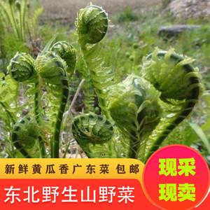 山野菜图片_山野菜图片大全及名字 图库