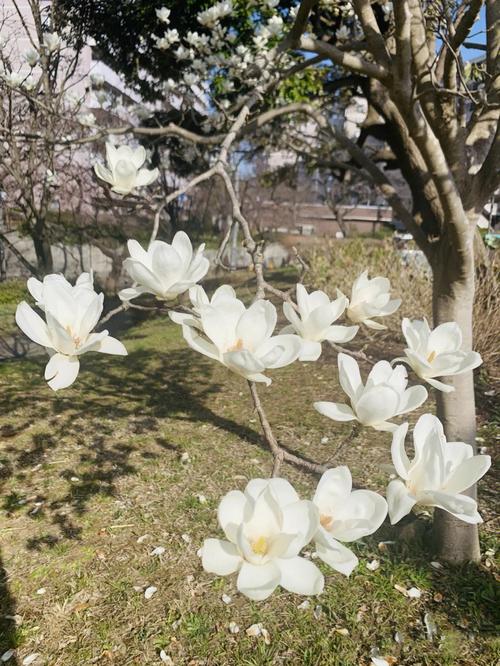 玉兰花图片_玉兰花图片大全大图