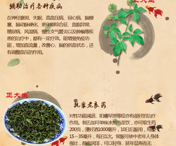 刺五加的功效与作用_刺五加茶的功效与作用