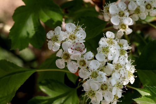 山楂花_山楂花不懂白玫瑰