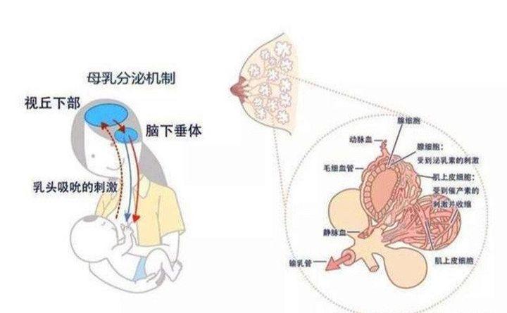 奶水少的原因_奶水少的原因是什么