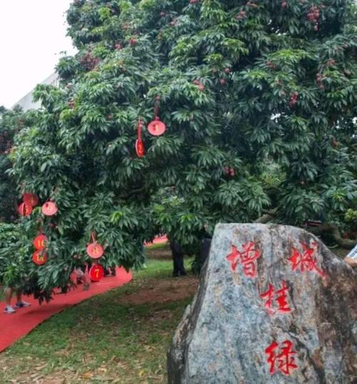 挂绿母树荔枝_挂绿母树荔枝多少钱一斤