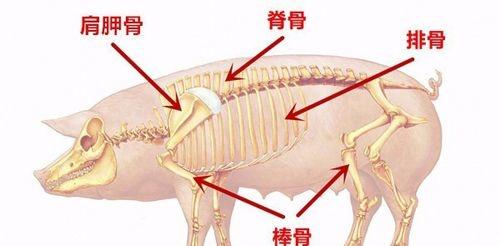 脊骨_脊骨和排骨区别