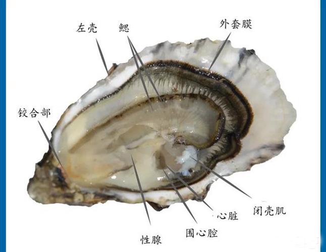 生蚝不能吃的部位图解_生蚝不能吃的部位图解图片