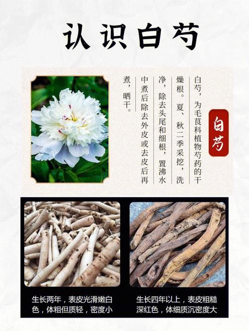 白芍图片_白芍图片与功效