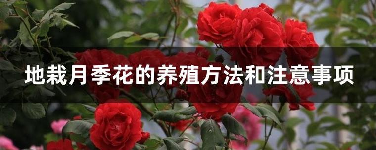 月季花的养殖方法和注意事项_地栽月季花的养殖方法和注意事项