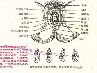 阴部构造_