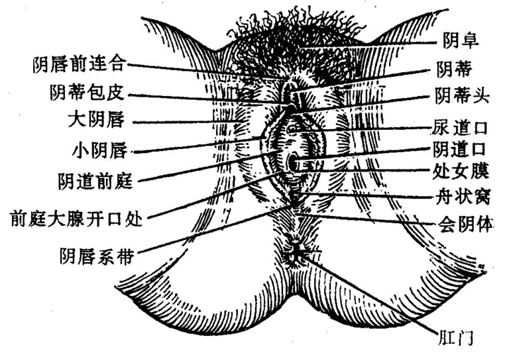 阴部构造_