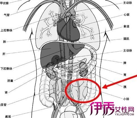 左腹部隐痛的原因_左腹部隐痛的原因有哪些