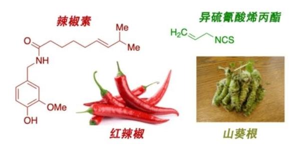 辣椒素的作用_辣椒素有什么用