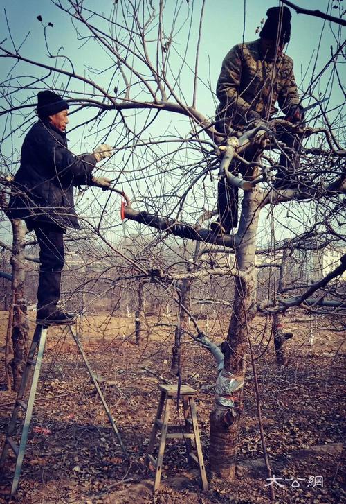 苹果树修剪技术_苹果树修剪技术视频