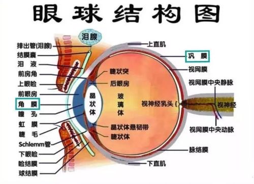 眼球的结构_眼球的结构图